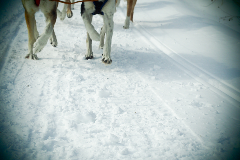 Illustration for article titled Where the Dogs Are: A Dogsledding Photo Diary